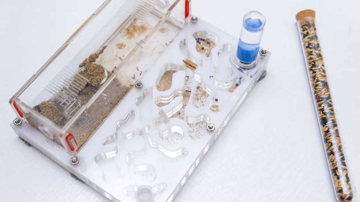 Puedes comprar la estructura del hormiguero casero