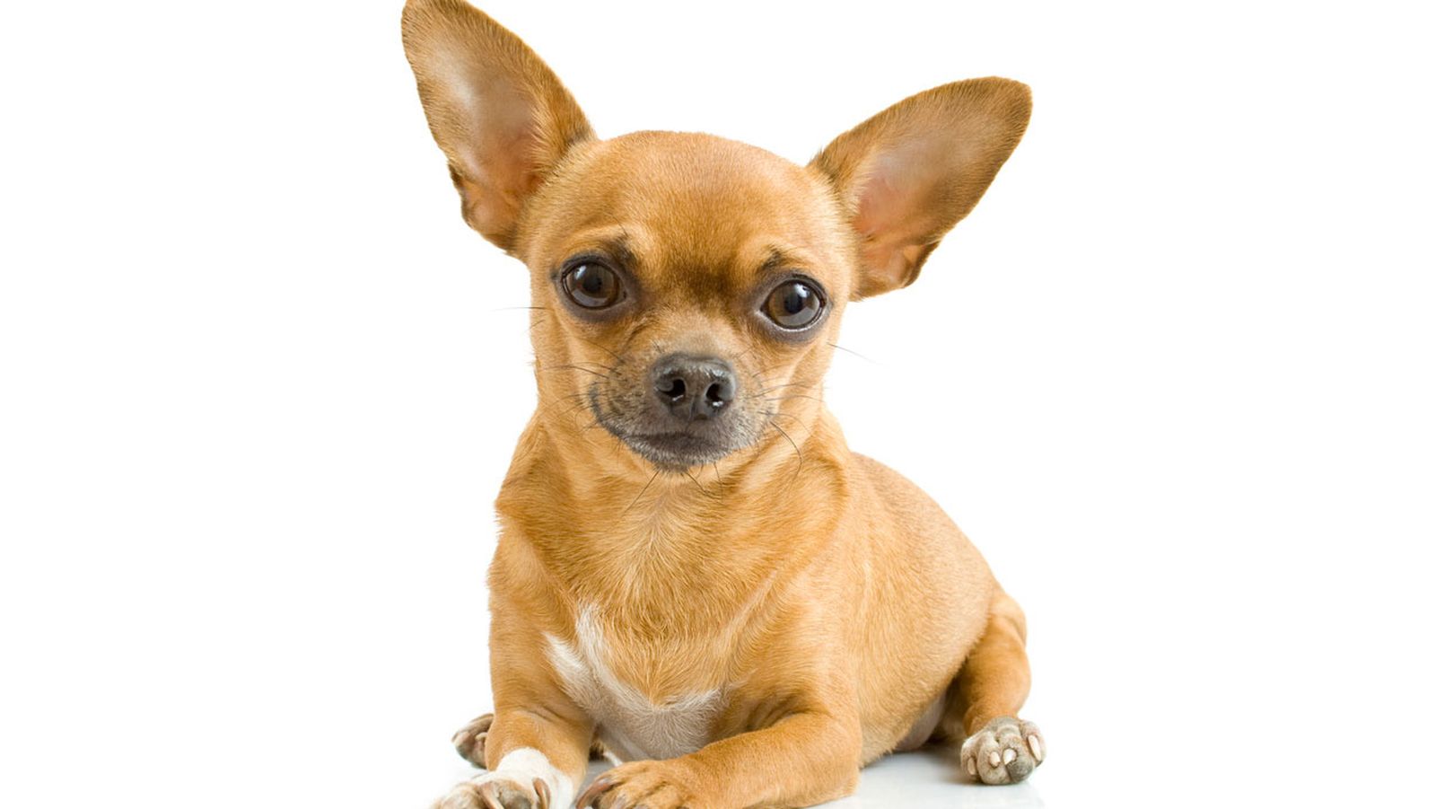 chihuahua chihuahua