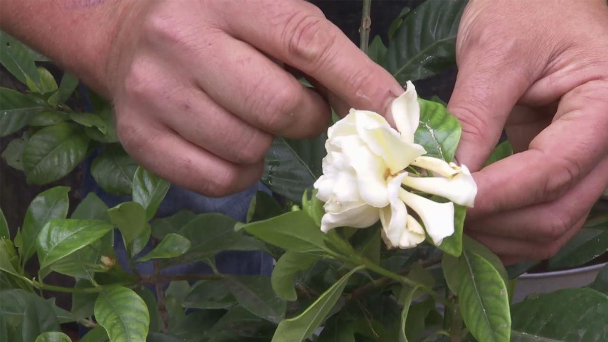 Flor de la gardenia