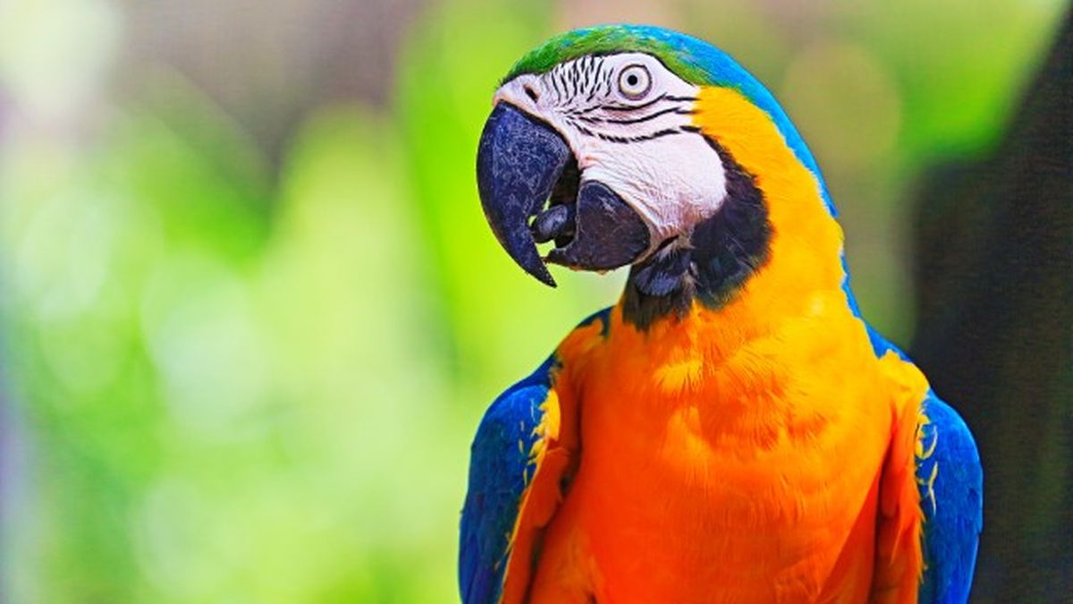 animales que empiezan por l 11