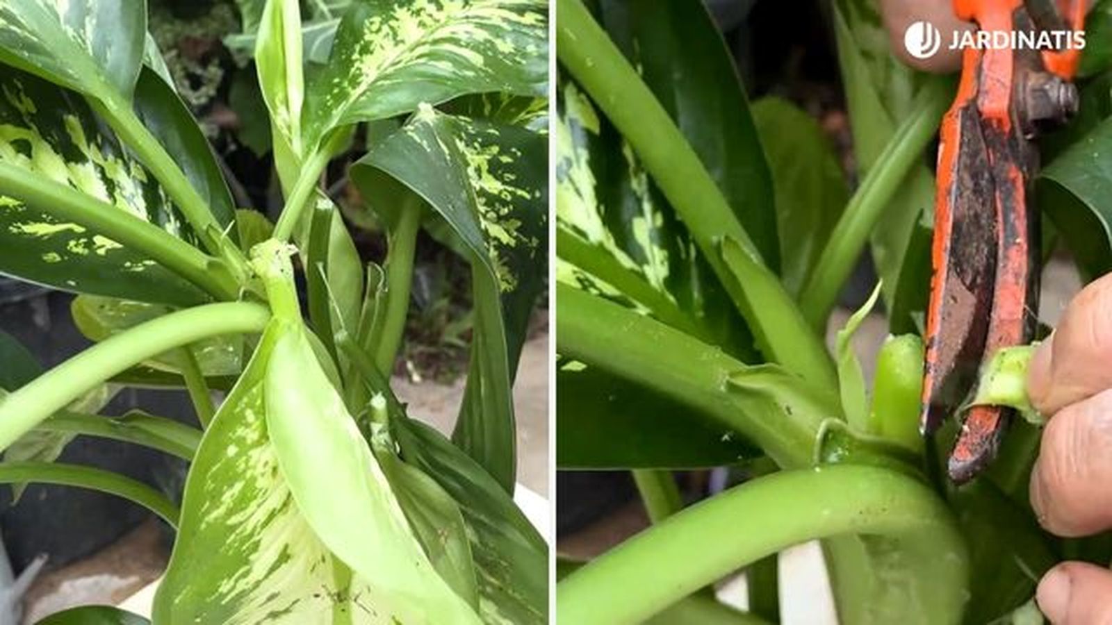 hojas dañadas de dieffenbachia hojas dañadas de dieffenbachia