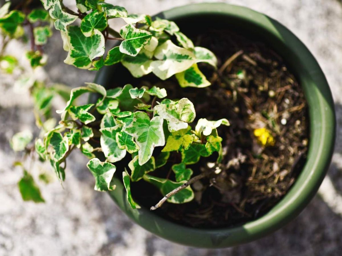 Planta de hiedra en maceta.
