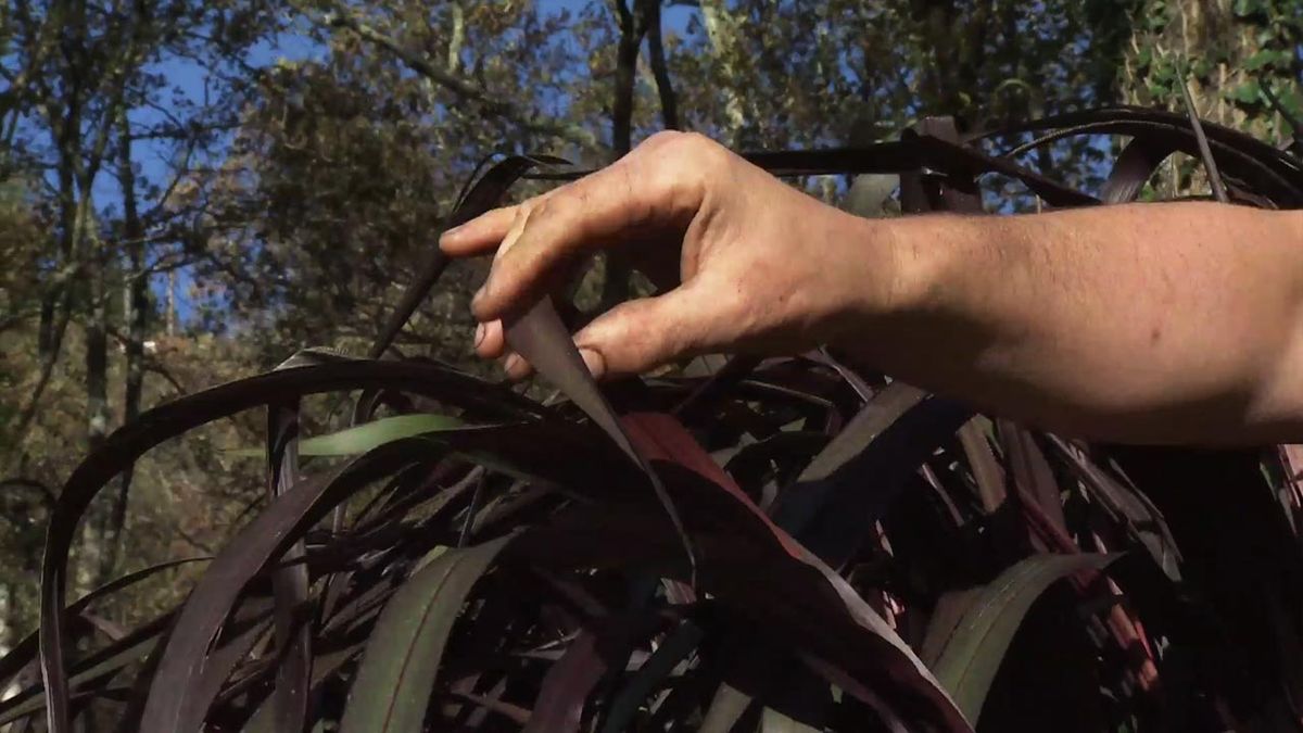 deco 756 jardin Pennisetum purpureum first knight caracteristicas follaje