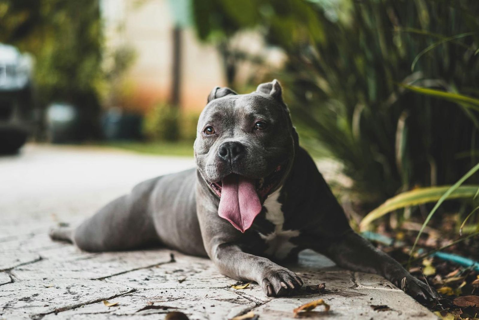 Los perros PPP como los pitbull deben llevar bozales cómodos. Los perros PPP como los pitbull deben llevar bozales cómodos.