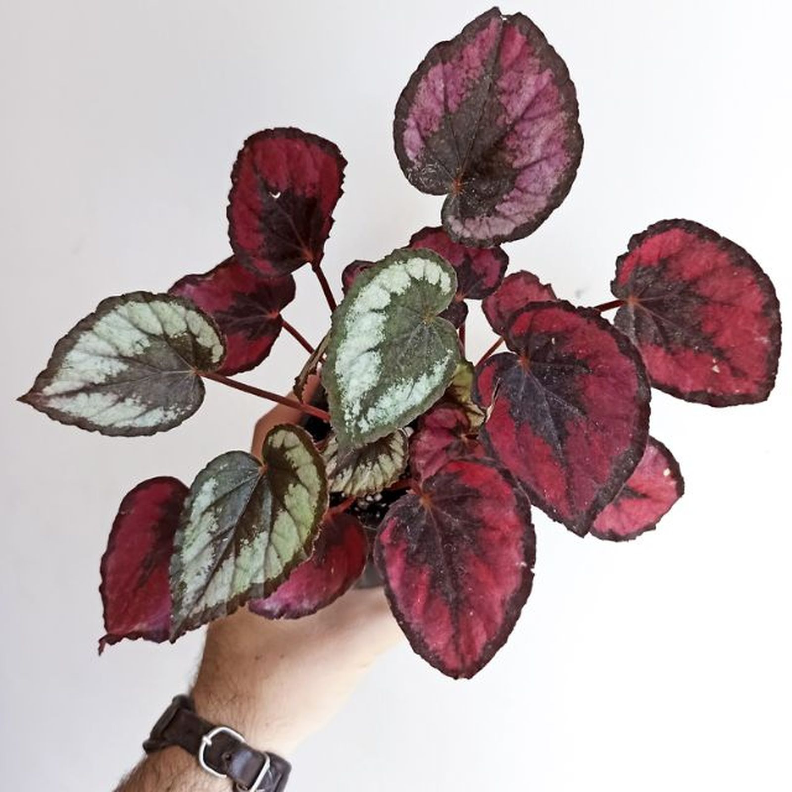 Begonia red kiss begonias y mas Begonia red kiss begonias y mas