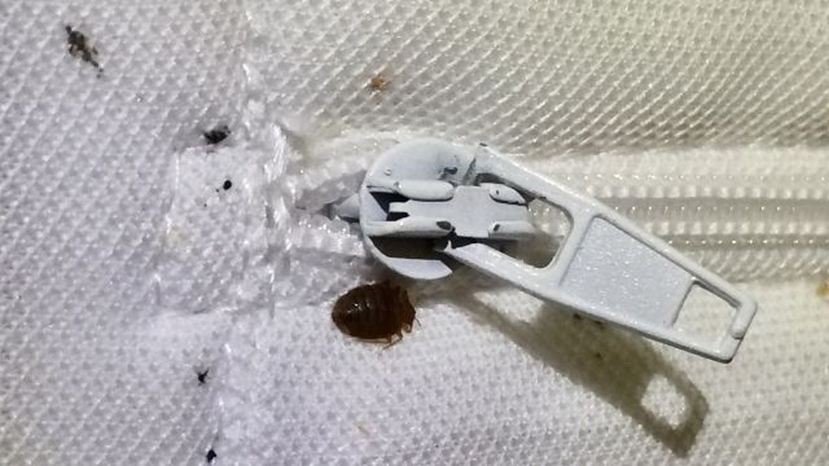 repelente contra chinches de cama