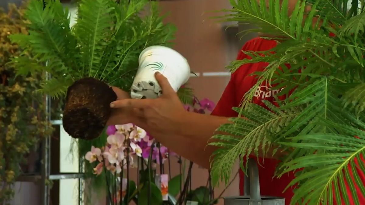 como cultivar helechos blechnum en casa