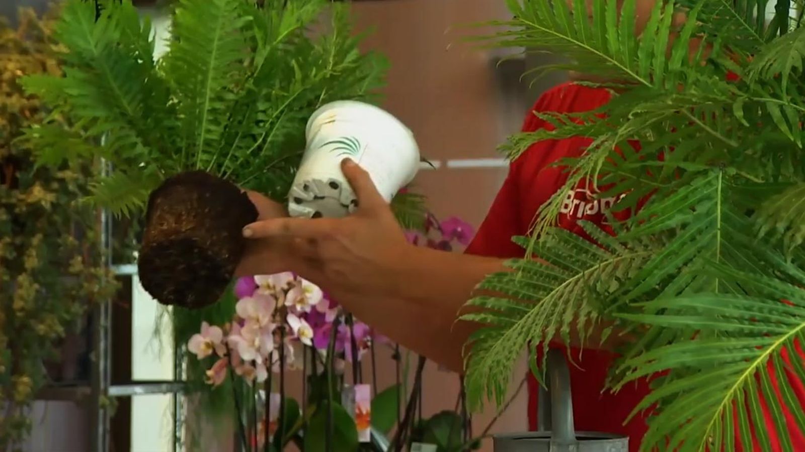 como cultivar helechos blechnum en casa como cultivar helechos blechnum en casa