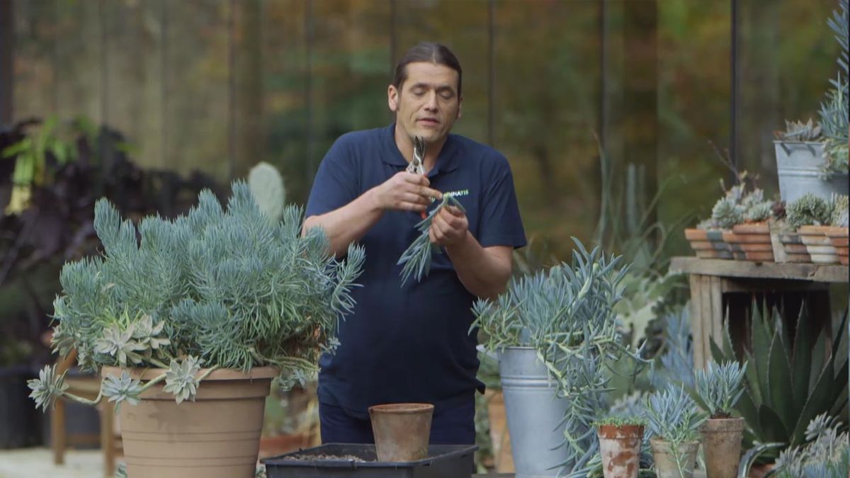 brico 1013 jardin esquejar senecio azul esqueje