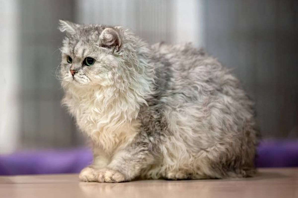 El selkirk rex es un gato paciente, tranquilo y afectuoso, ideal para familias con niños.