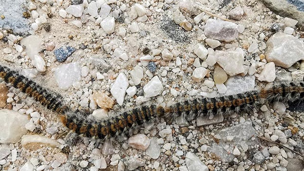 orugas procesionarias en fila