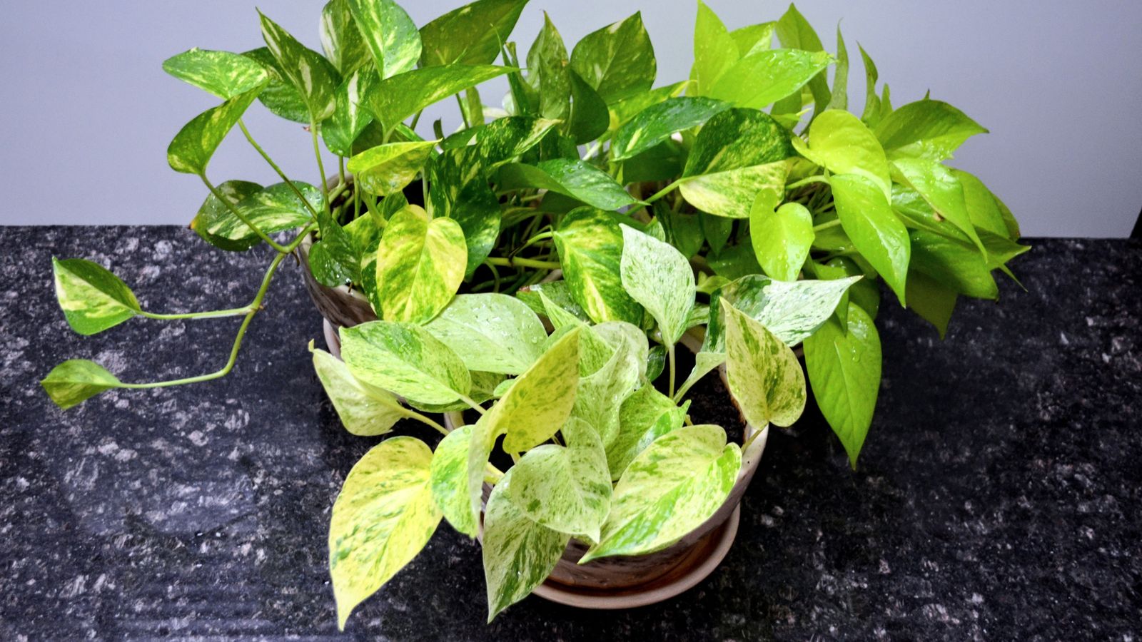 El potos dorados es muy resistente a la grasa ambiental