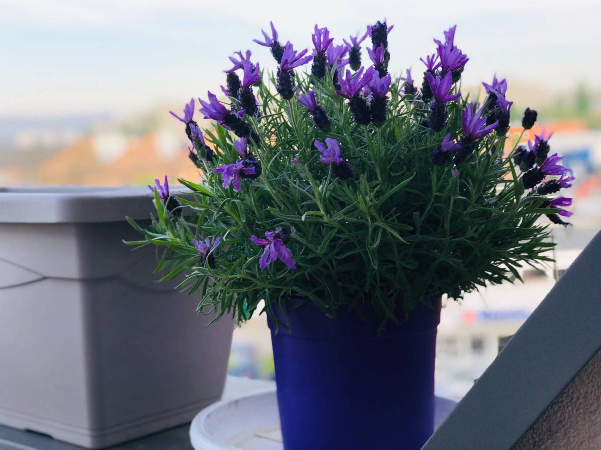 Cultivar lavanda en macetas es perfecto para balcones, terrazas y pequeños espacios urbanos.