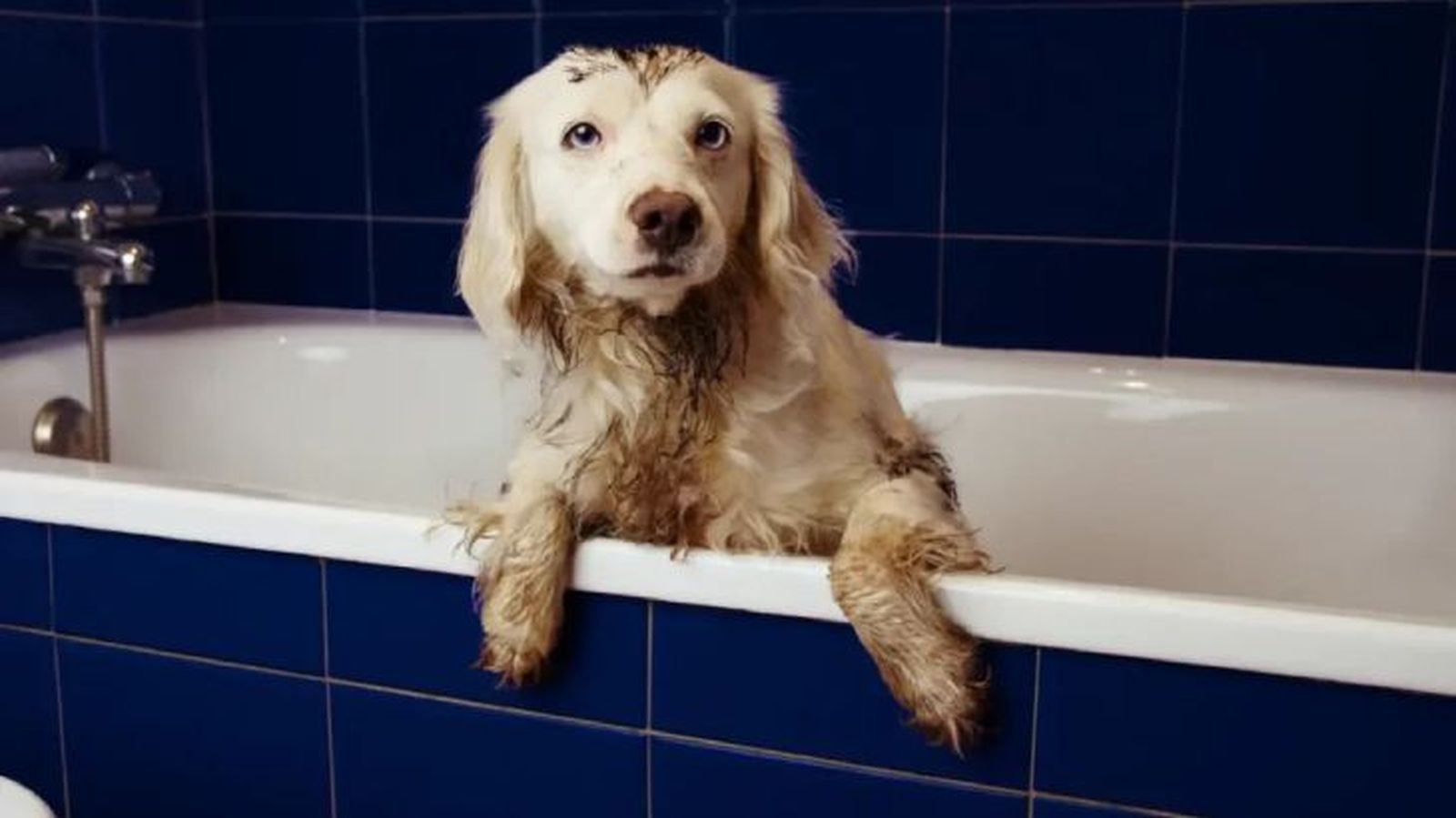 cada cuanto se bana a un perro 1 cada cuanto se bana a un perro 1