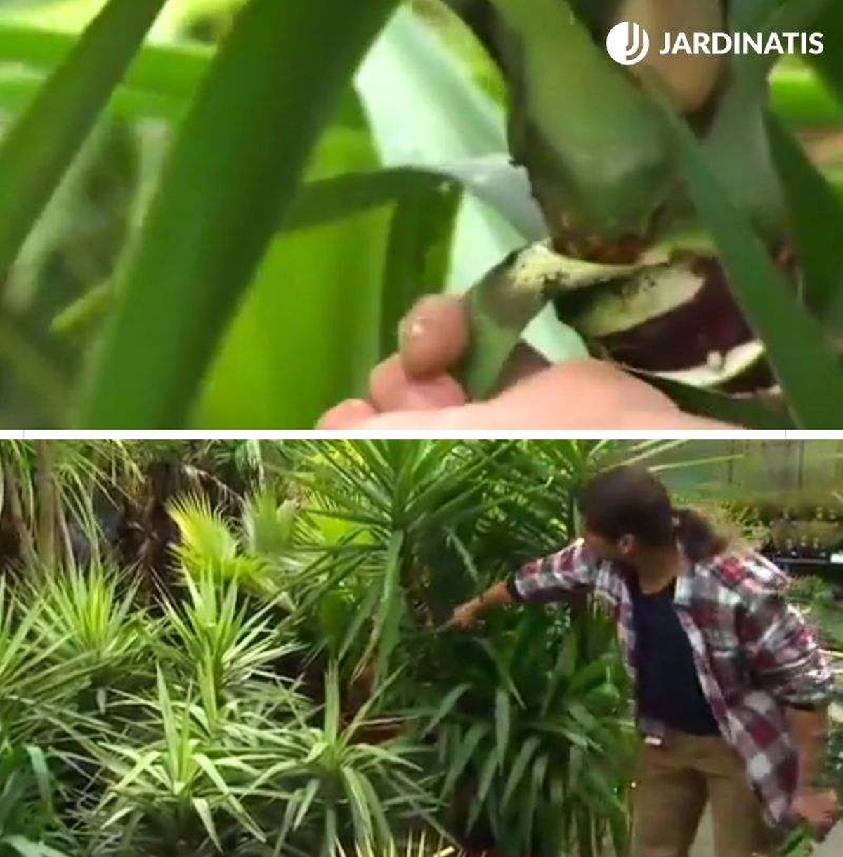 Retirar las hojas dañadas