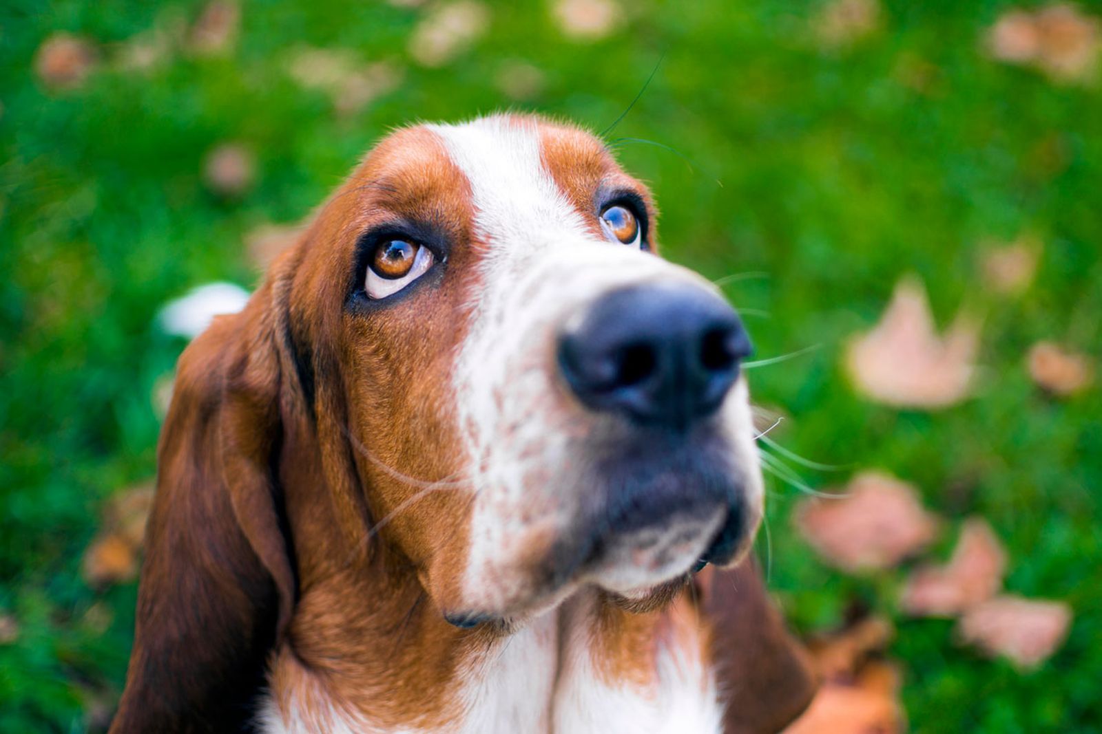 basset hound perro sachicha basset hound perro sachicha