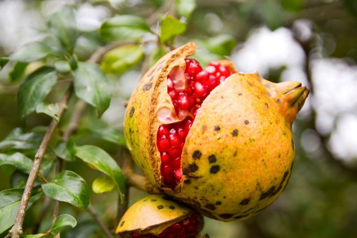 Granada abierta en el árbol