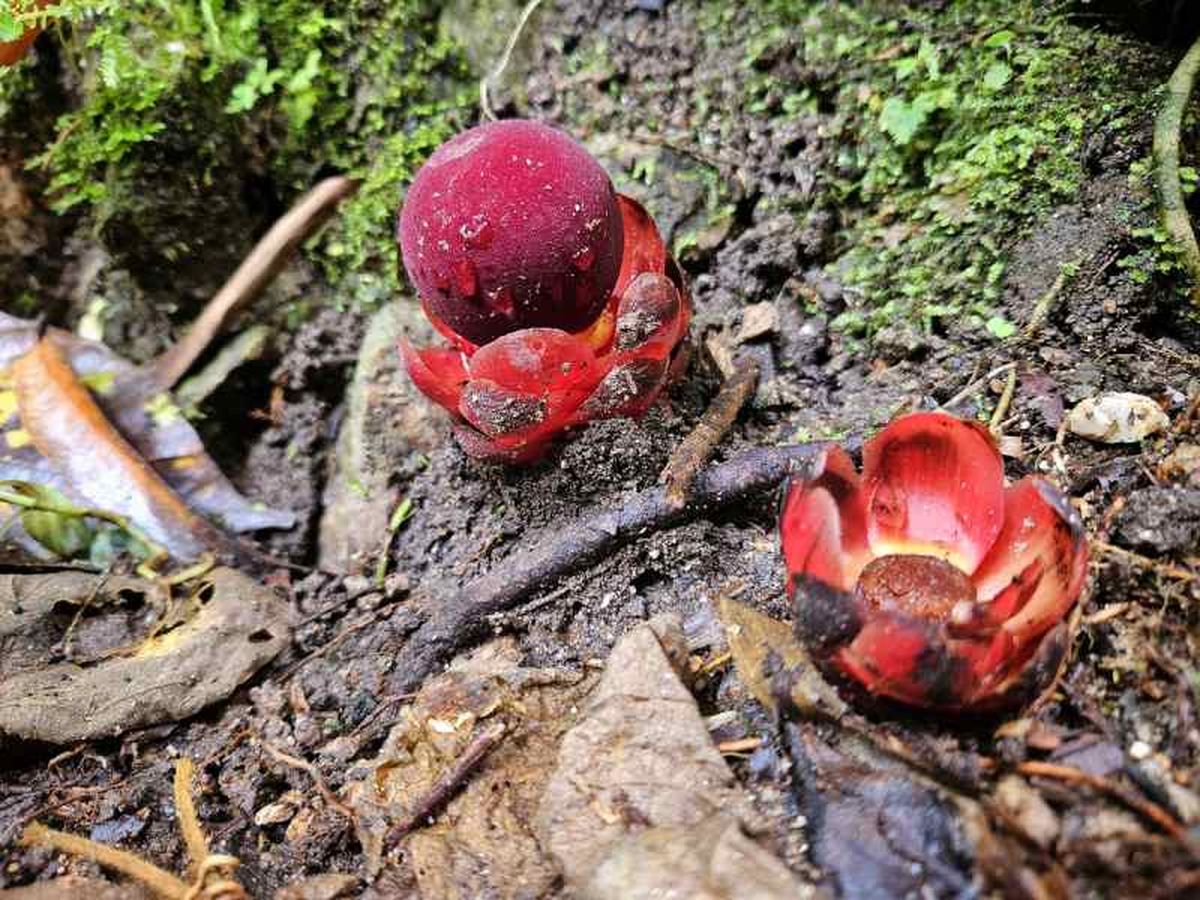 Balanophora fungosa.