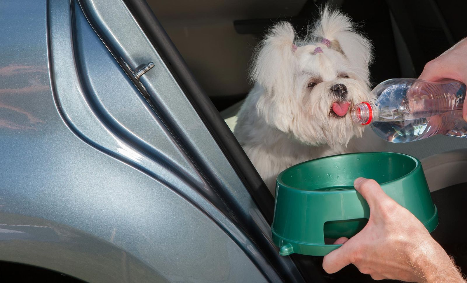 mascotas perros viaje coche agua mascotas perros viaje coche agua