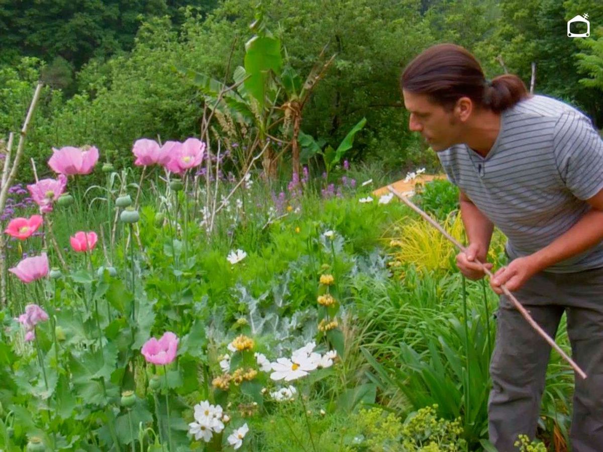 Cosmos junto a otras plantas en el jardín.