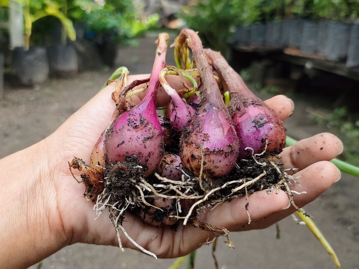 La chalota surge de bulbos alargados, con diámetros de 2 a 6 cm