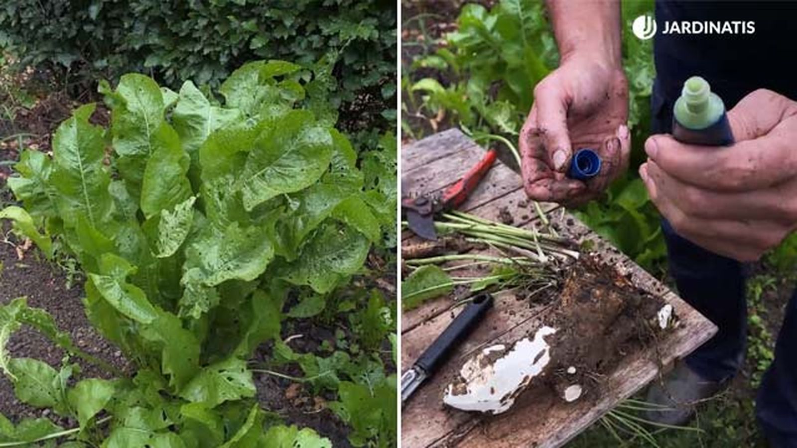 Horseradish planta falso wasabi jardinatis 22 21 Horseradish planta falso wasabi jardinatis 22 21