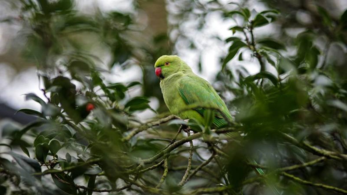 Si se acostumbran bien desde pequeñas pueden ser muy mansas y bastante sociables.