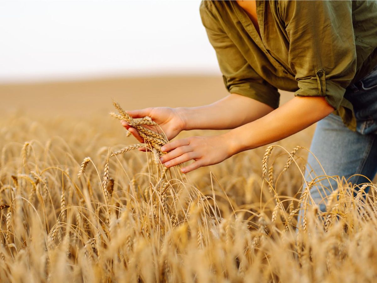 Campo de trigo tras un ciclo de abono verde: mejor estructura del suelo y rendimiento sostenible.