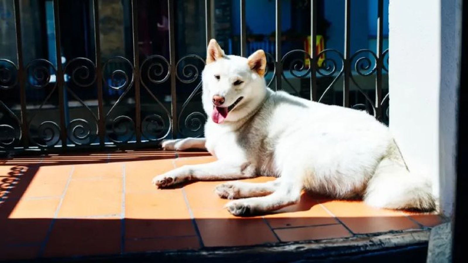 perros japoneses kishu 6 perros japoneses kishu 6