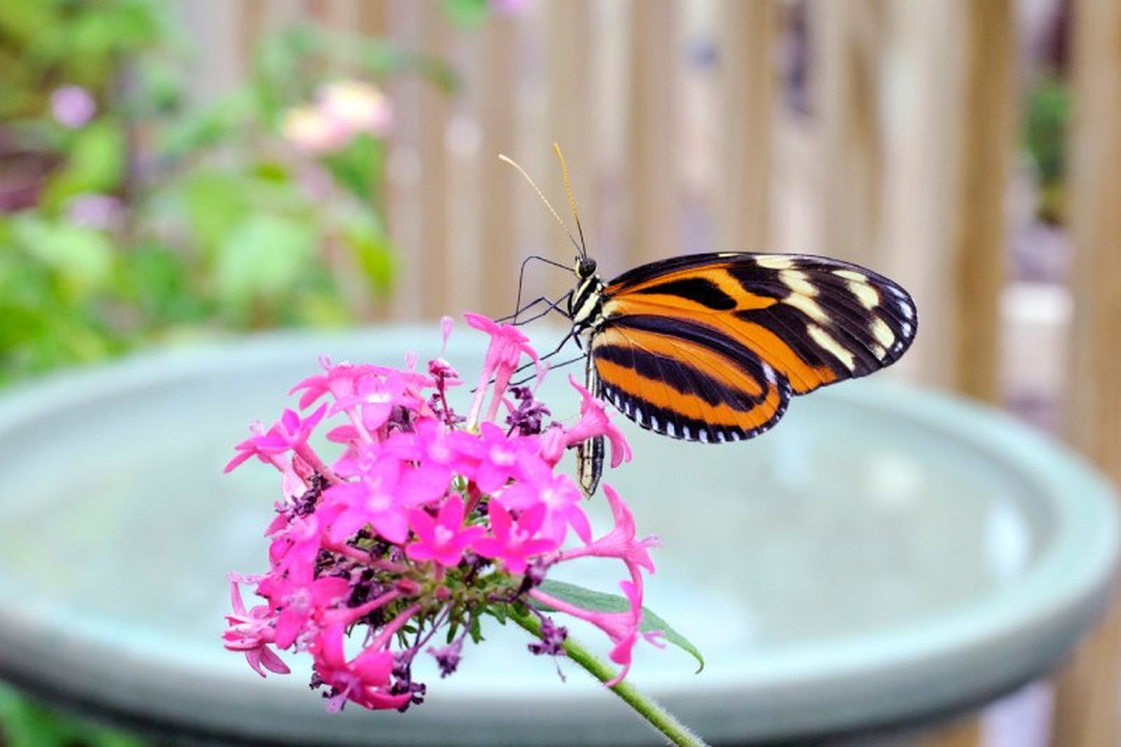 Las mariposas prefieren las flores con que tienen plataformas planas para poder aterrizar. Las mariposas prefieren las flores con que tienen plataformas planas para poder aterrizar.