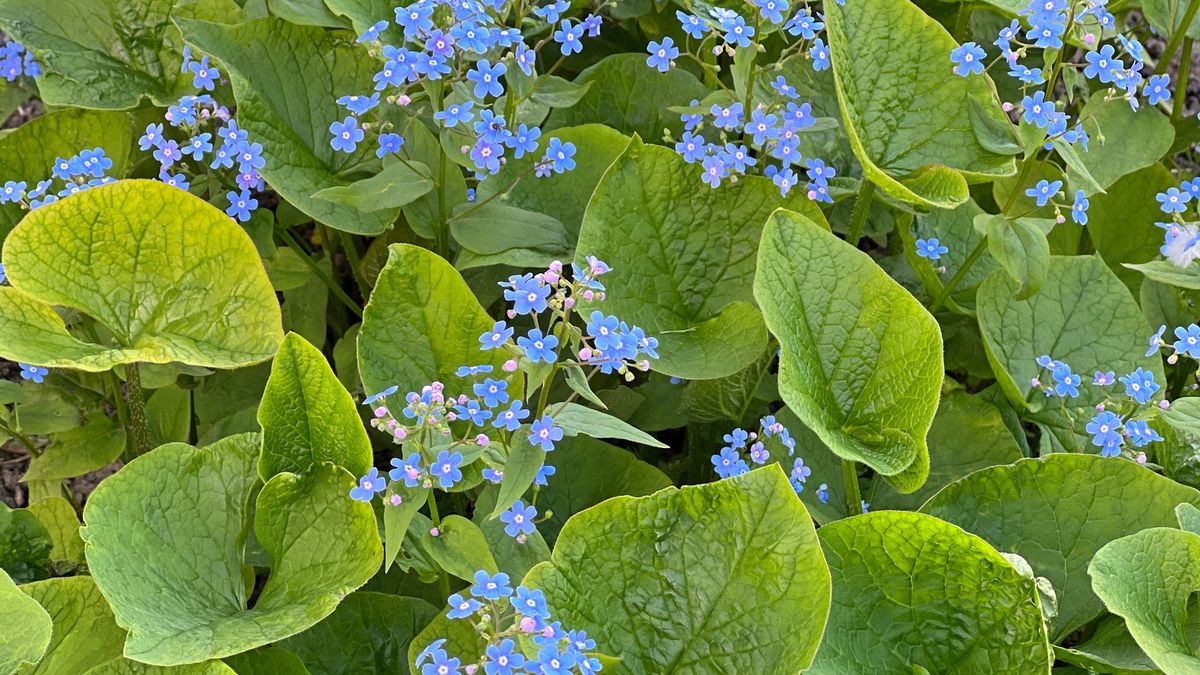 La brunnera prospera en suelos ricos en materia orgánica, húmedos y bien drenados