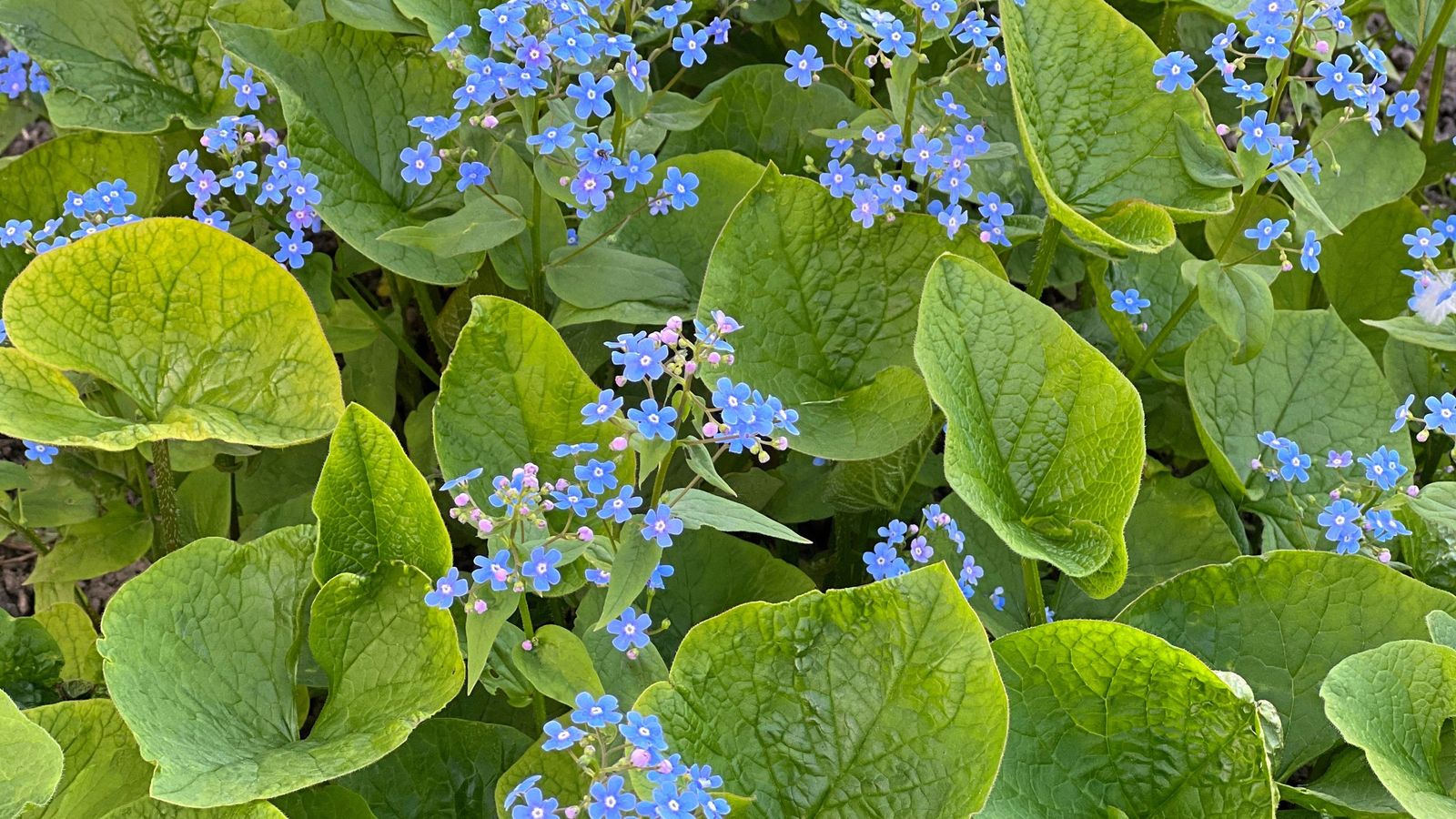 La brunnera prospera en suelos ricos en materia orgánica, húmedos y bien drenados