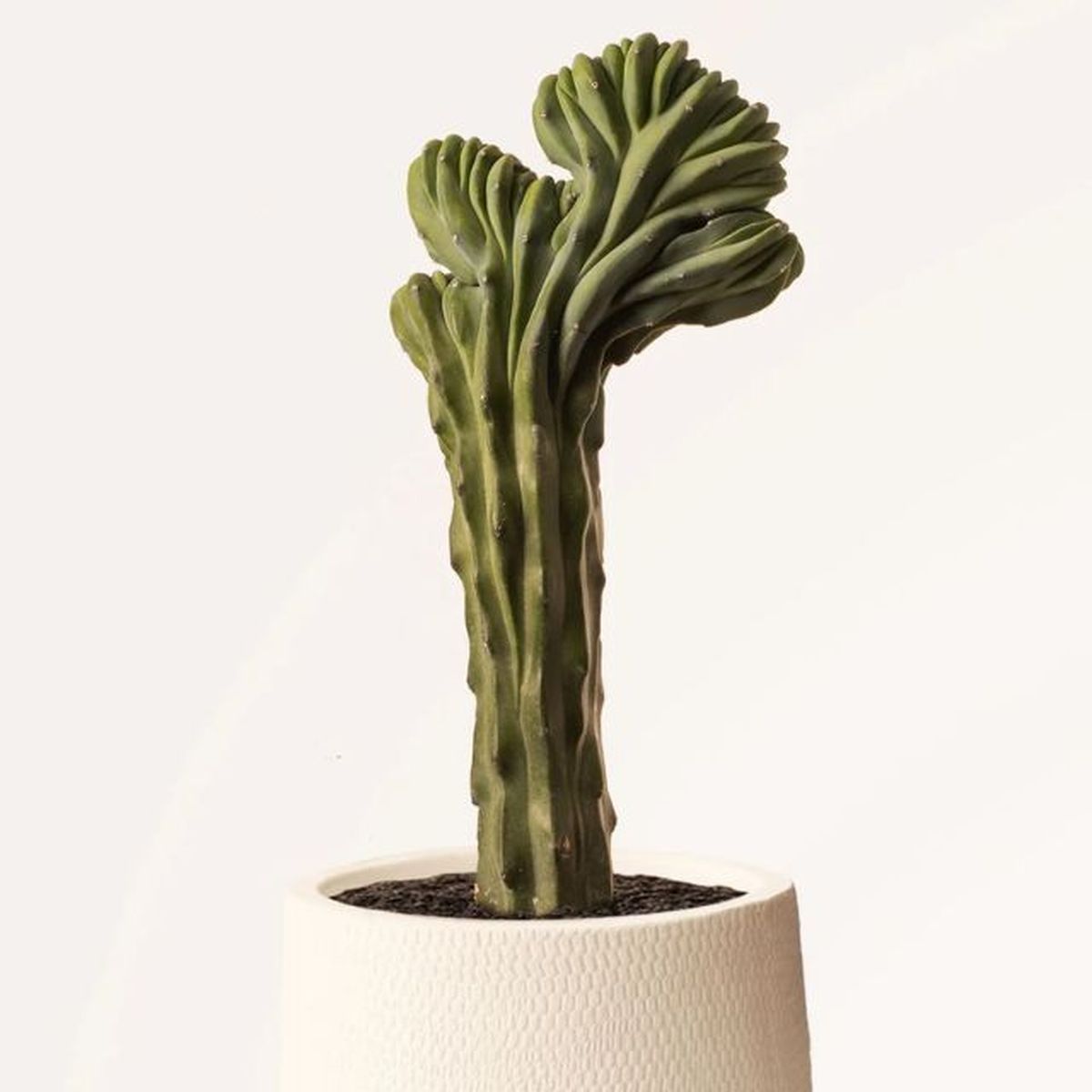 myrtillocactus geometrizans crestata april plants