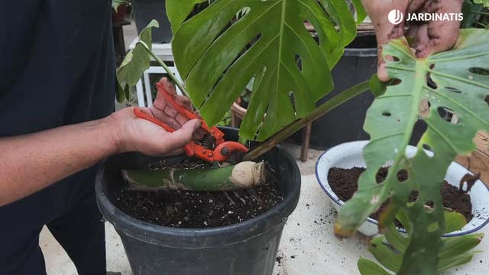podar hojas envejecidas de la costilla de adan jardinatis podar hojas envejecidas de la costilla de adan jardinatis