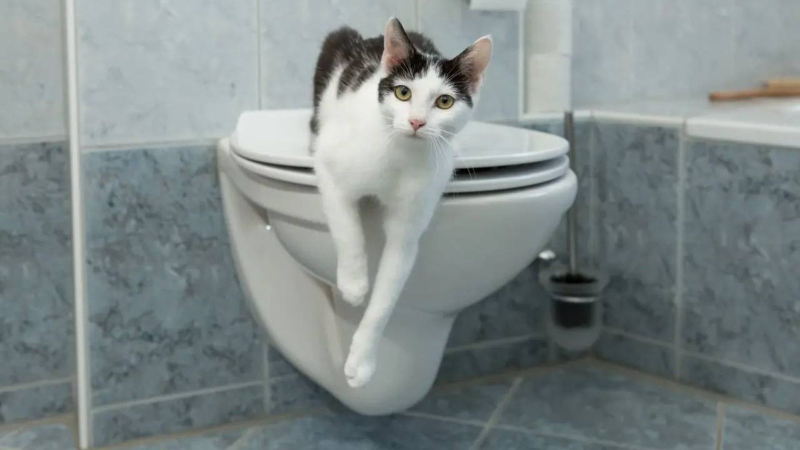 por que mi gato me acompana al bano 7 (1)