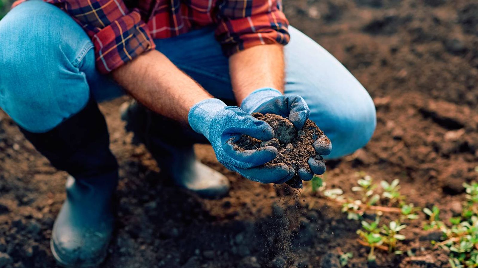 Cómo saber si un suelo está sano observando su fauna