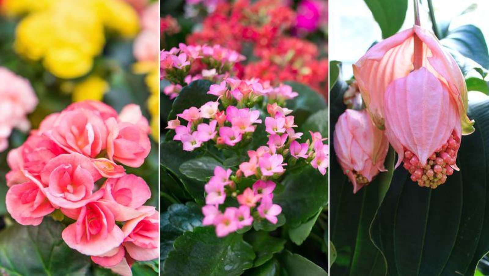 De izq. a drcha.: Begonia elatior, kalanchoe y Medinilla magnífica De izq. a drcha.: Begonia elatior, kalanchoe y Medinilla magnífica