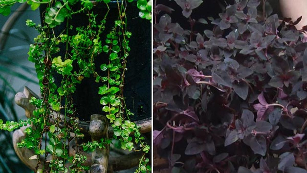 Lyssimachia nummularia lysimachia nummularia persian chocolate