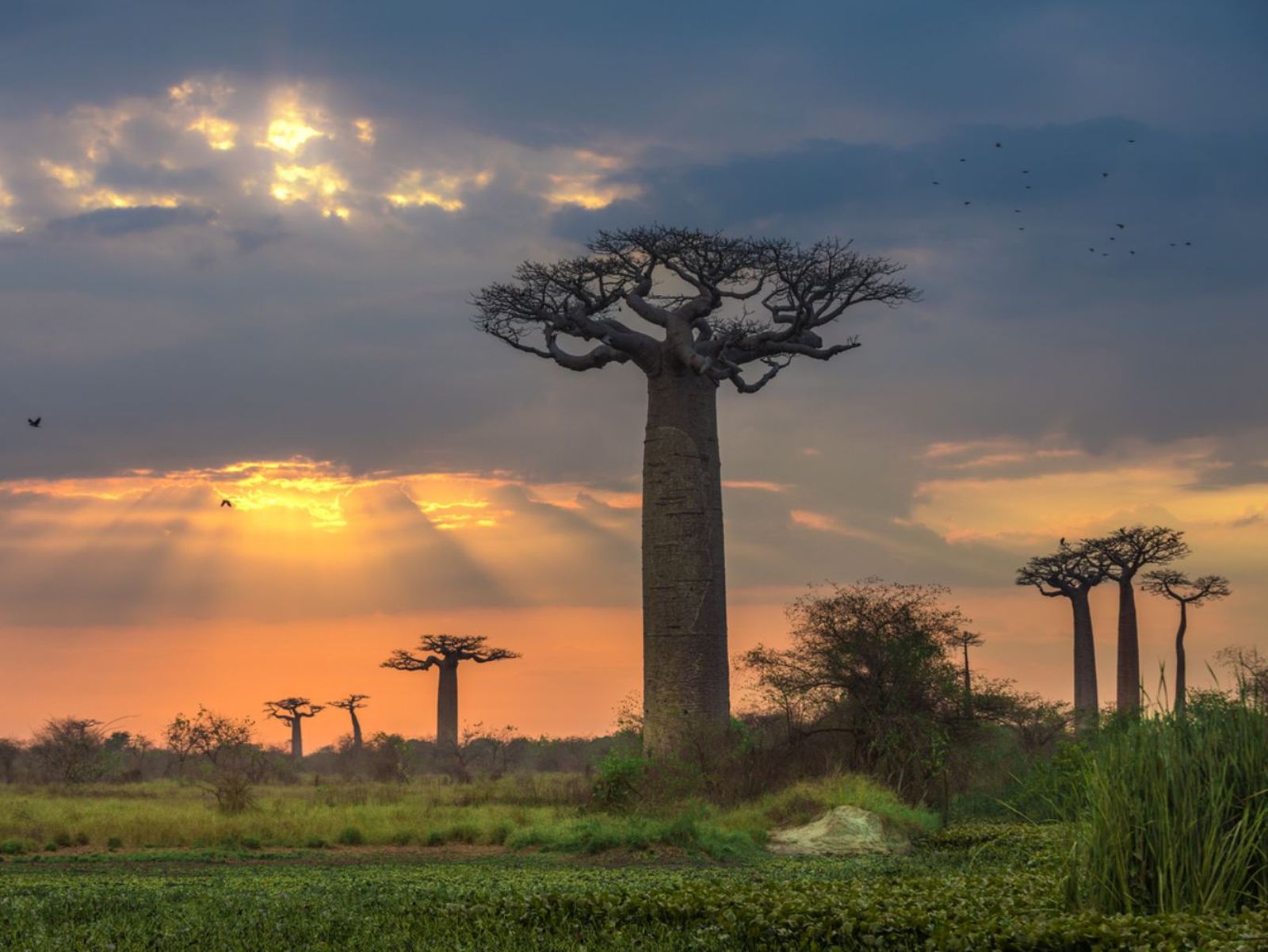 Árboles de baobab.