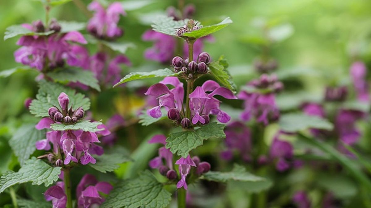 Lamium maculatum