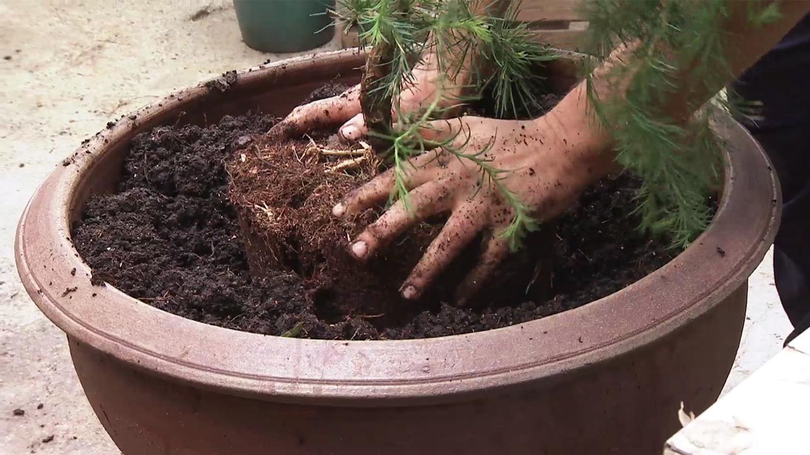 brico 1034 alerce larix decidua horstmann recurved trasplante brico 1034 alerce larix decidua horstmann recurved trasplante