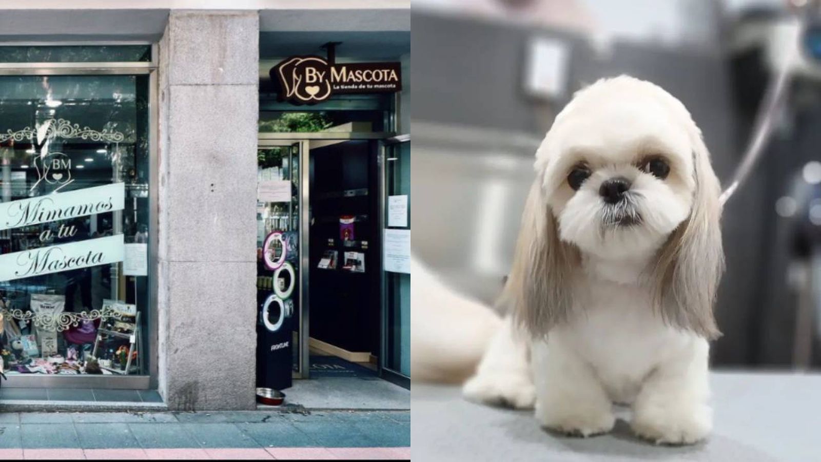 mejores peluqerias caninas para perros de madrid mejores peluqerias caninas para perros de madrid