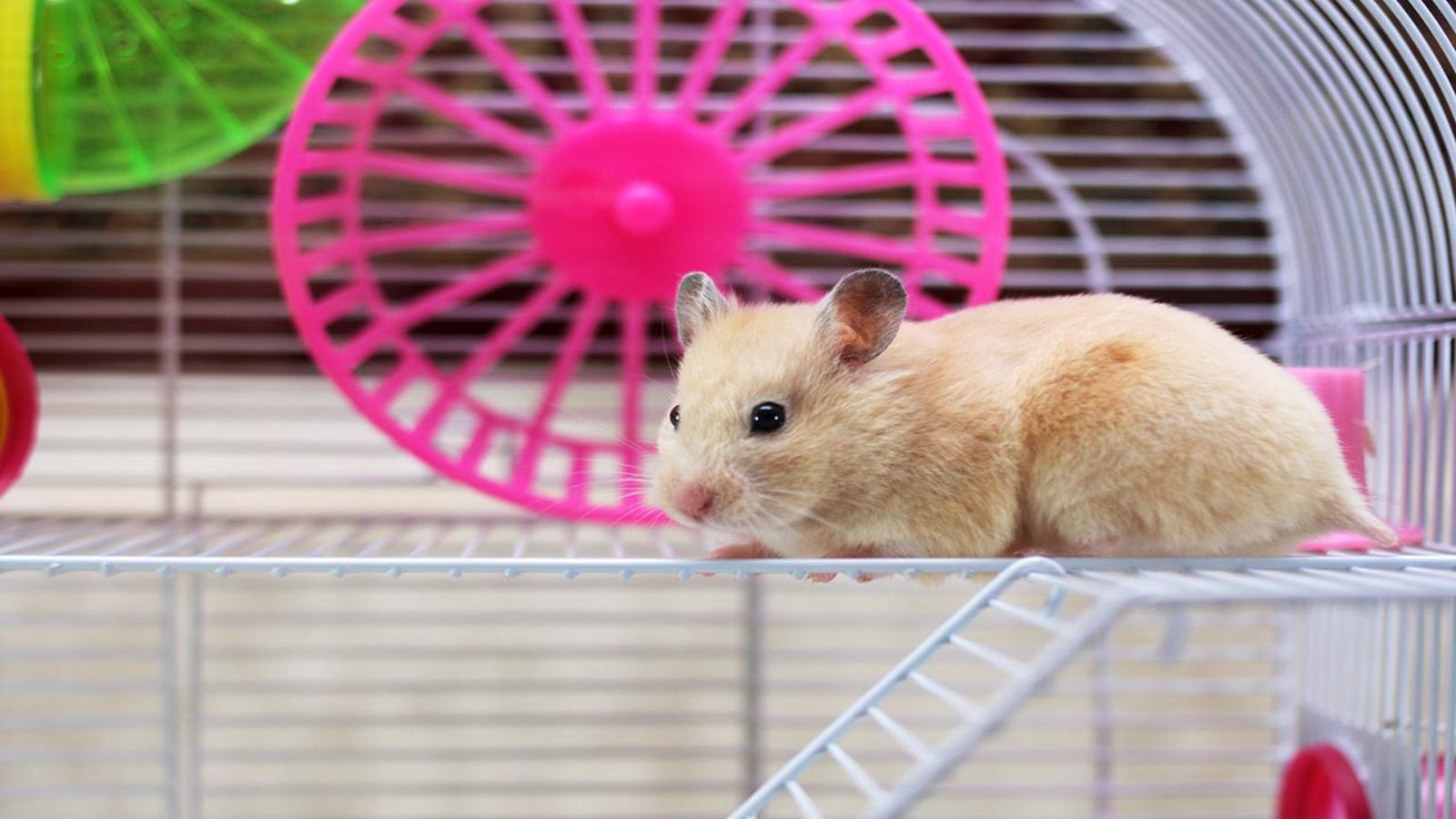 hamster en su jaula