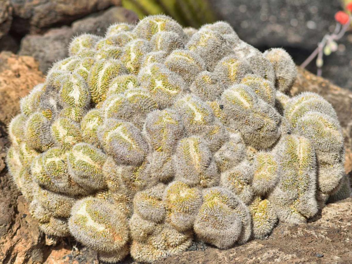 Mammillaria elongata.