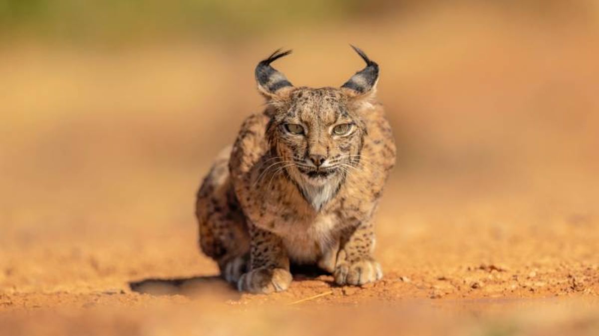Gracias a diferentes proyectos el lince ibérico deja de mirar al abismo y renace con fuerza