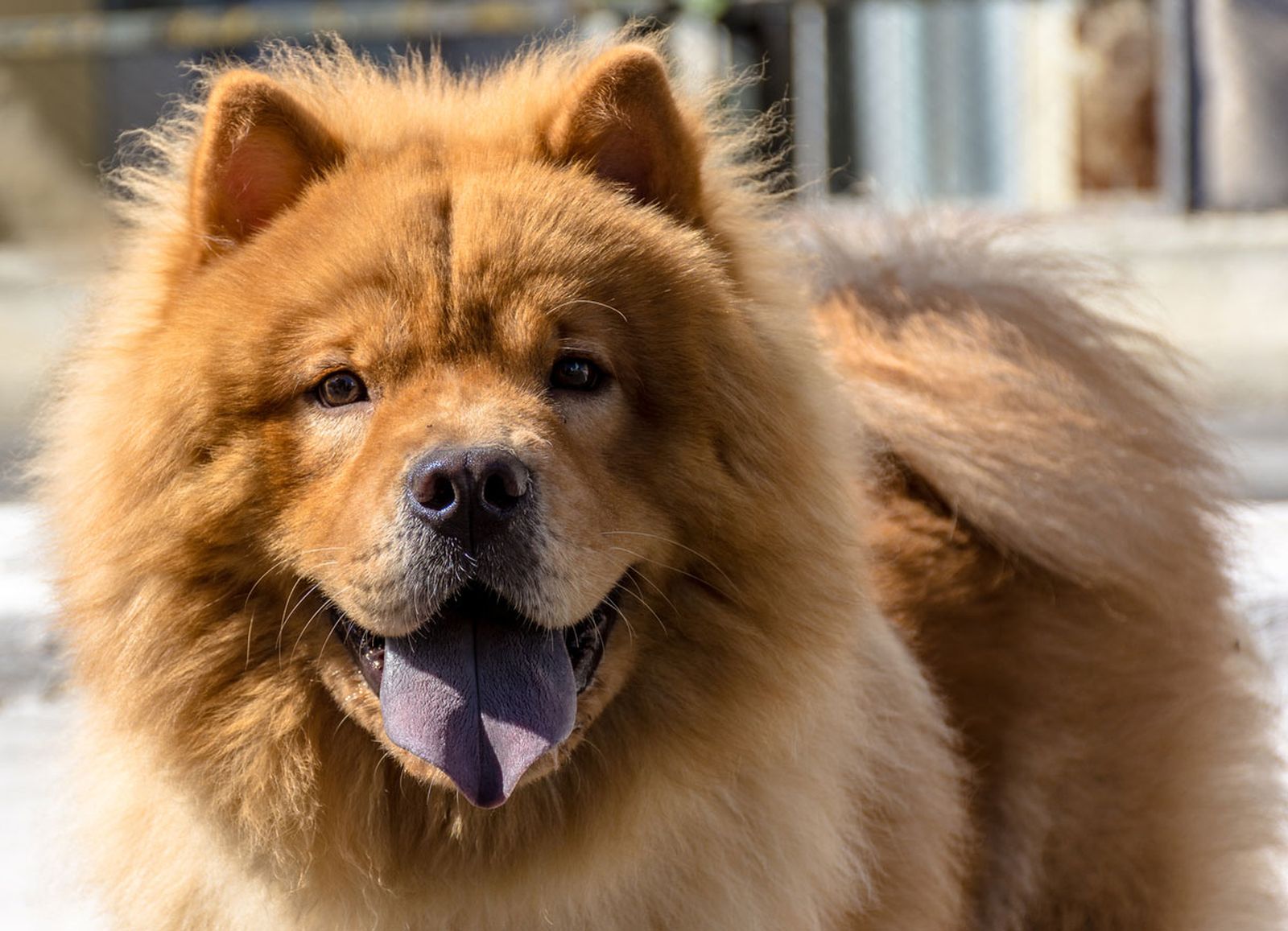chow_chow_lengua_azul_morada chow_chow_lengua_azul_morada