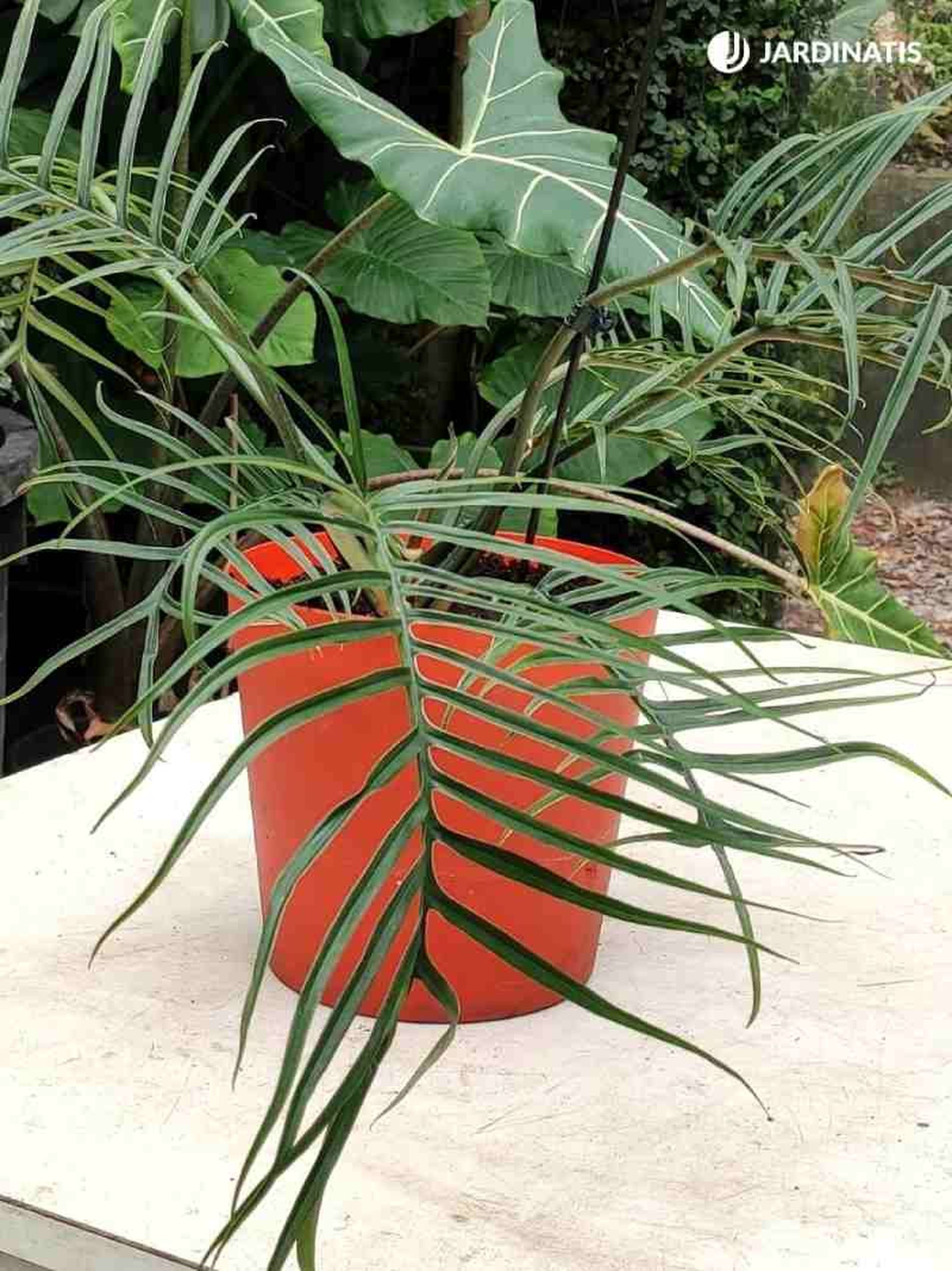 Philodendron tortum Philodendron tortum