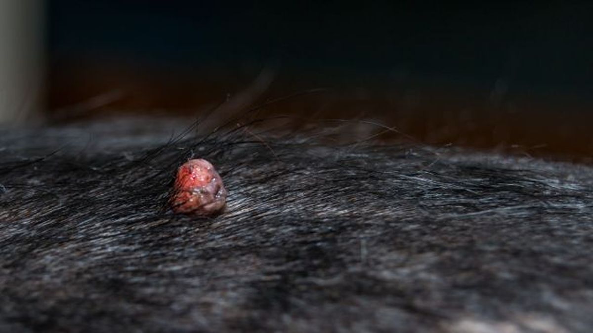 verrugas en perros 5