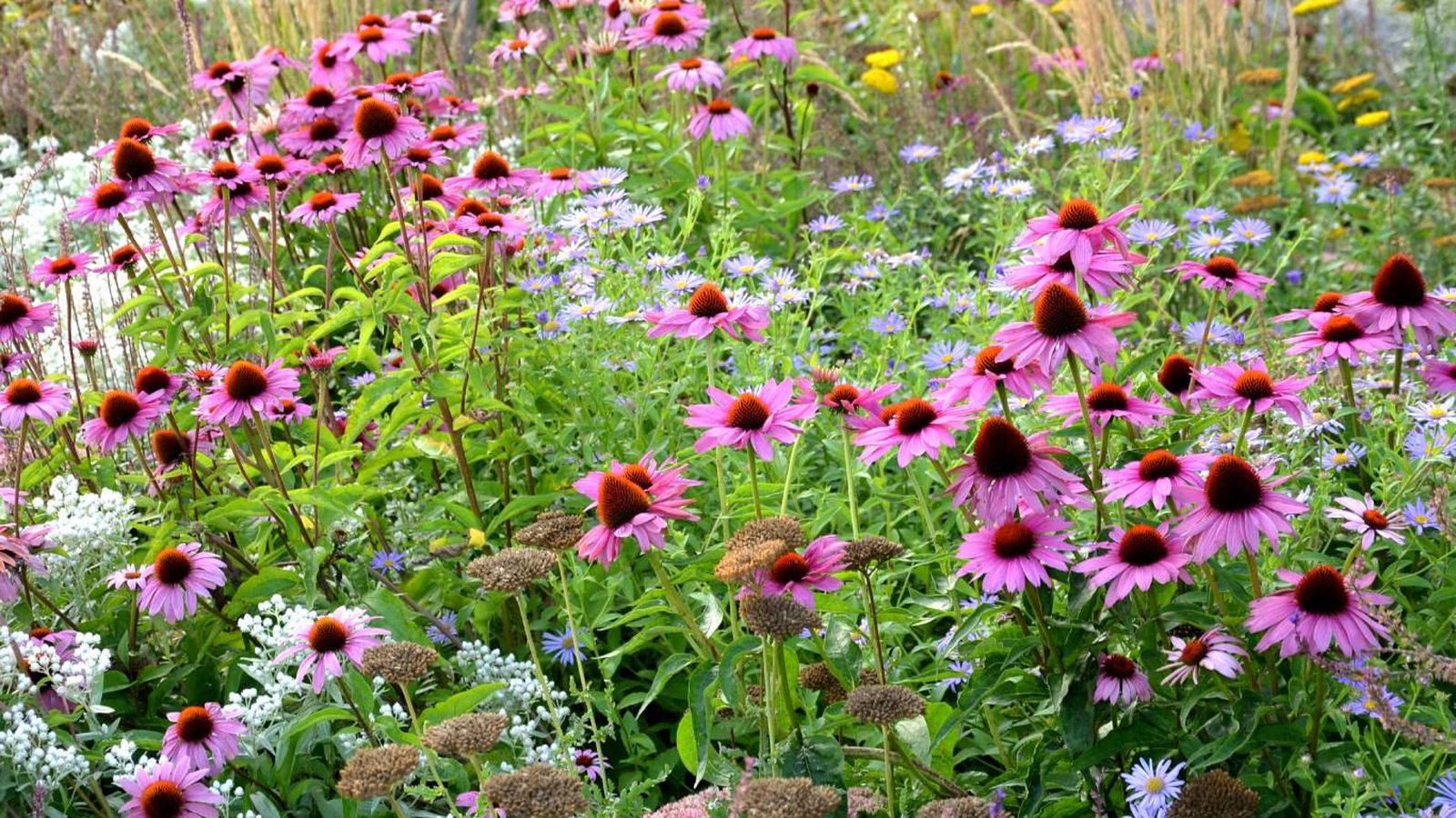 Plantas y árboles que atraen pájaros: Equinacea