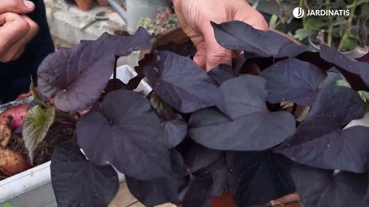 boniatos ornamentales jardinatis 22 20